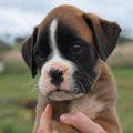 Tanyati H Litter