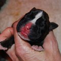 Tanyati I Litter