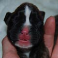 Tanyati I Litter