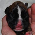 Tanyati I Litter