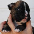 Tanyati I Litter