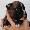 Tanyati I Litter