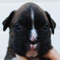 Tanyati I Litter