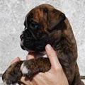 Tanyati I Litter