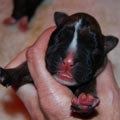 Tanyati I Litter