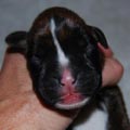Tanyati I Litter
