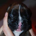 Tanyati I Litter