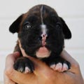 Tanyati I Litter