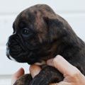 Tanyati I Litter