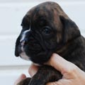 Tanyati I Litter