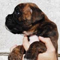 Tanyati I Litter