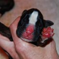 Tanyati I Litter