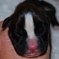 Tanyati I Litter