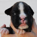Tanyati I Litter