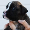 Tanyati I Litter