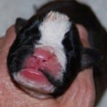 Tanyati I Litter