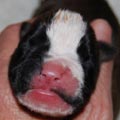 Tanyati I Litter