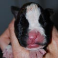 Tanyati I Litter