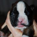 Tanyati I Litter