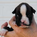 Tanyati I Litter
