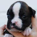 Tanyati I Litter