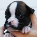 Tanyati I Litter