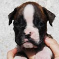 Tanyati I Litter