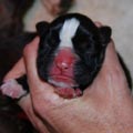 Tanyati I Litter