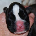 Tanyati I Litter