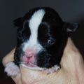 Tanyati I Litter
