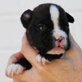 Tanyati I Litter