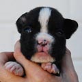 Tanyati I Litter