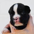 Tanyati I Litter