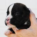 Tanyati I Litter
