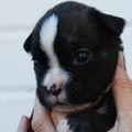 Tanyati I Litter