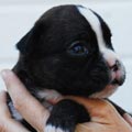 Tanyati I Litter