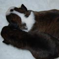 Tanyati I Litter