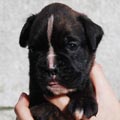Tanyati J Litter
