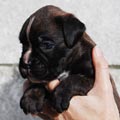 Tanyati J Litter