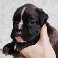 Tanyati J Litter