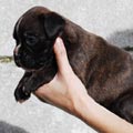 Tanyati J Litter