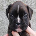 Tanyati J Litter