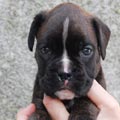 Tanyati J Litter
