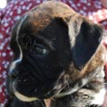Tanyati J Litter