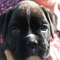 Tanyati J Litter