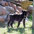 Tanyati J Litter