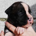 Tanyati J Litter