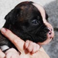 Tanyati J Litter