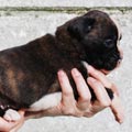 Tanyati J Litter