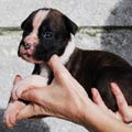Tanyati J Litter